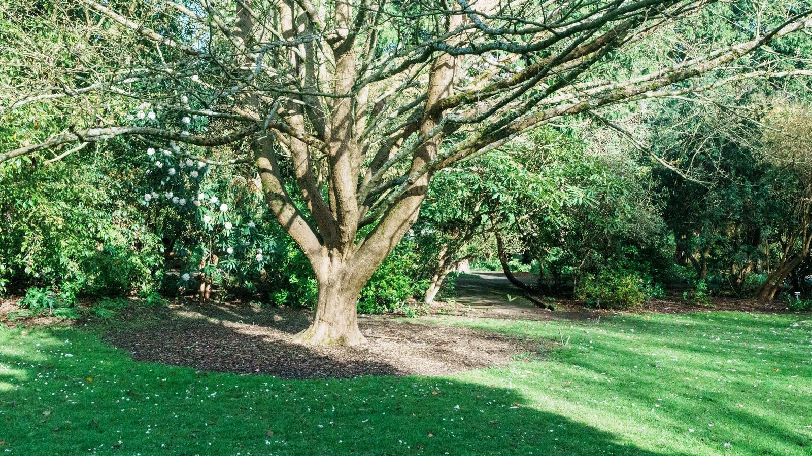 THE MILL FIELD [BOTANIC GARDENS IN APRIL 2024]-223996-1