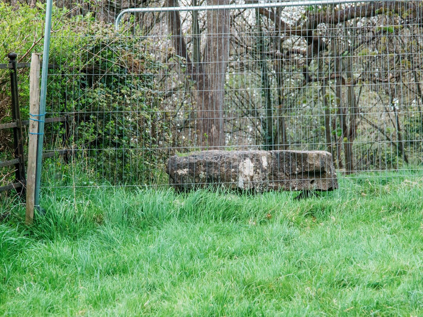 THE NEGLECTED KNOCKMAREE DOLMEN IN PHOENIX PARK [A DISHEARTENING EXPERIENCE]-231128-1