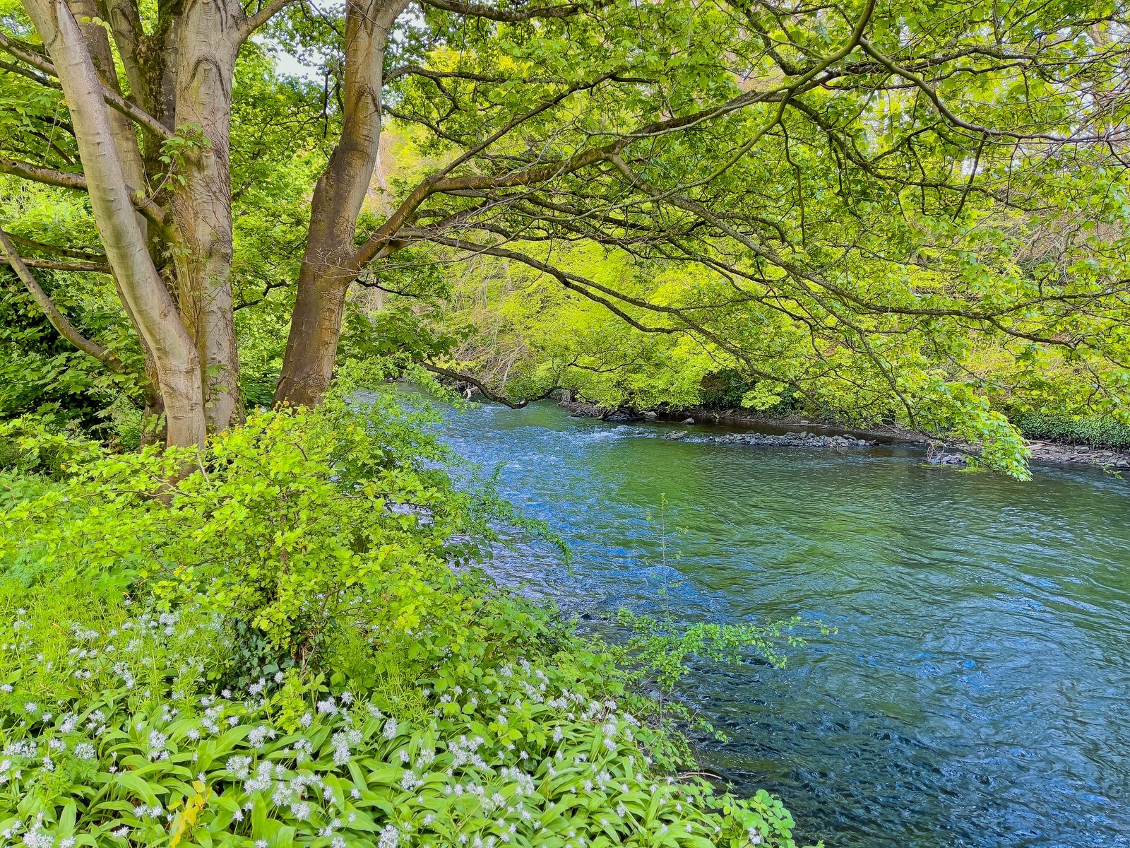 THE RIVER LIFFEY AT PALMERSTOWN [28 APRIL 2024]-231982-1