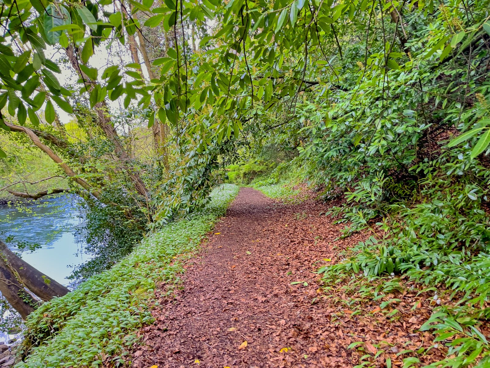 THE RIVER LIFFEY AT PALMERSTOWN [28 APRIL 2024]-231984-1