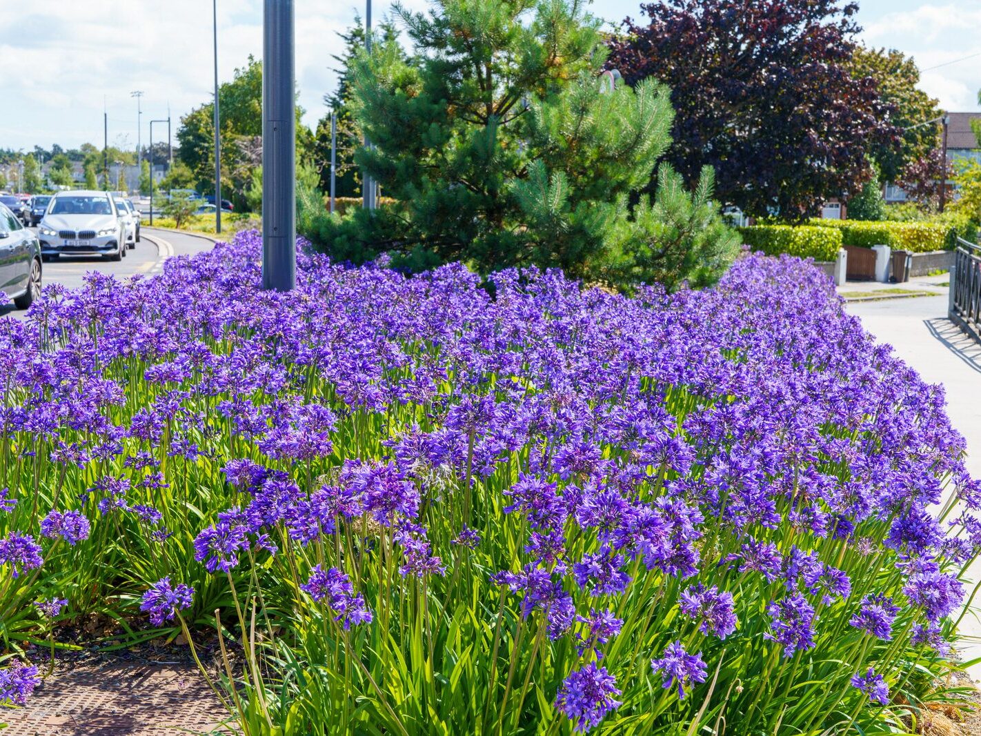 AN ATTRACTIVE COLLECTION OF MICRO GARDENS AND POCKET PARKS [ON LOWER KILMACUD ROAD]-239070-1