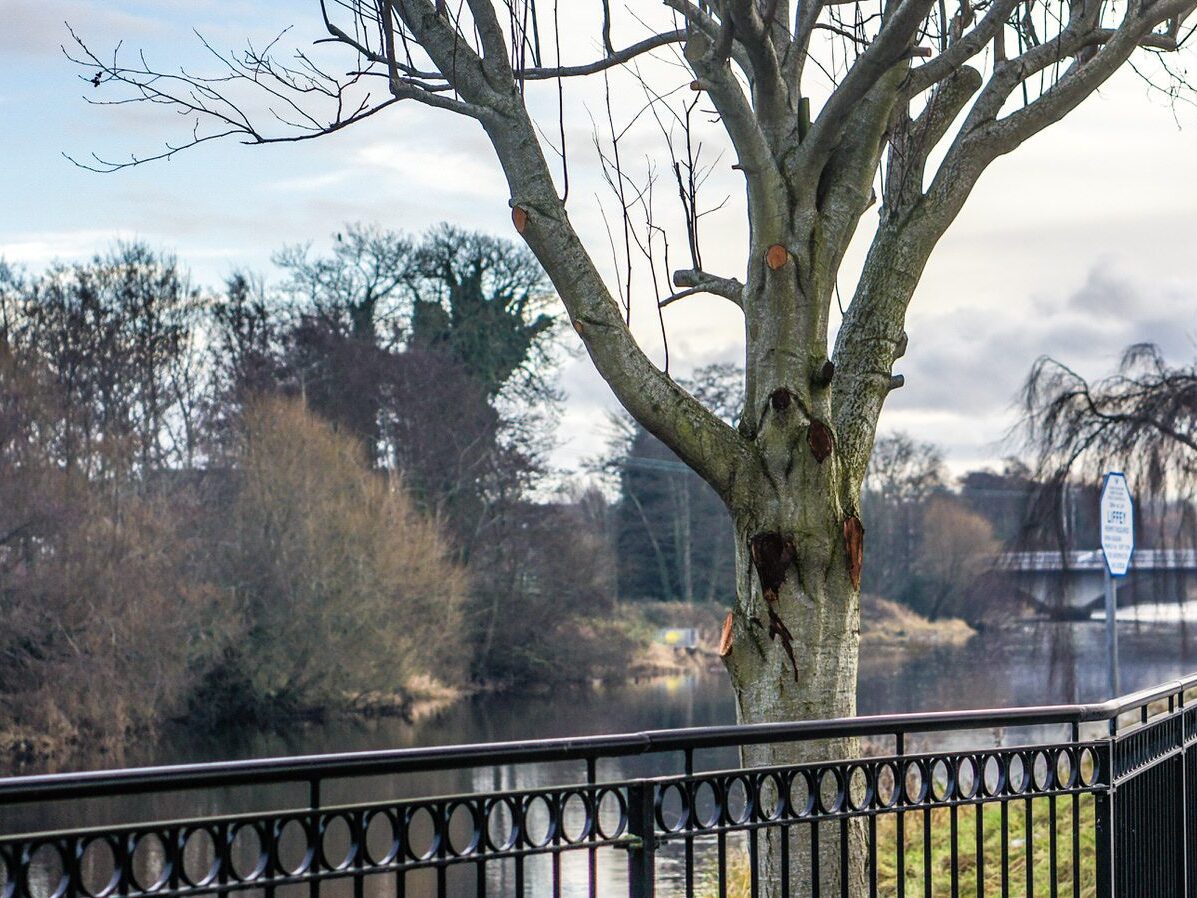 CANNING PLACE AND ROWAN TERRACE IN NEWBRIDGE [CHRISTMAS 2012]--238857-1