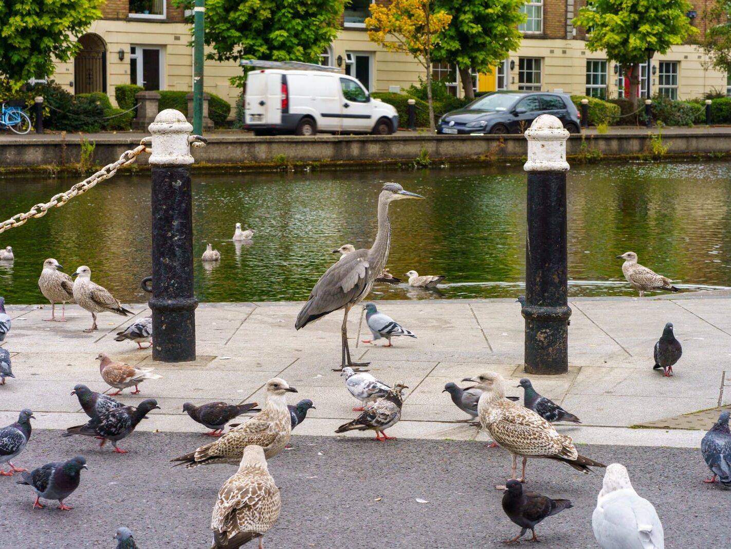 A HERON'S UNEXPECTED VISIT [PORTOBELLO HARBOUR]-241071-1