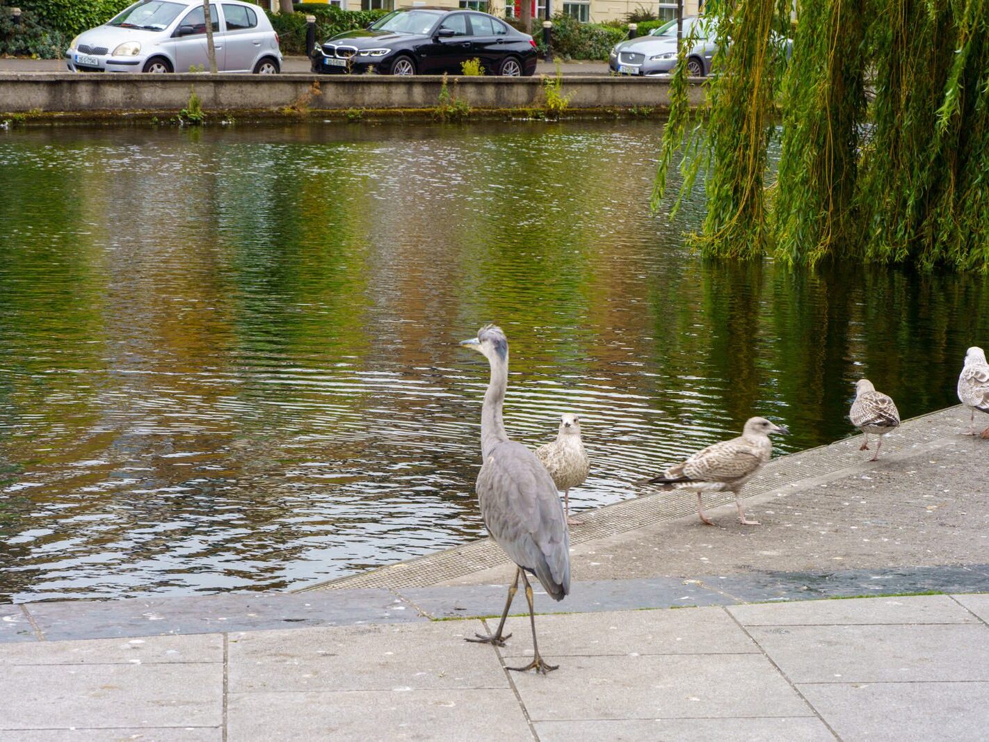 A HERON'S UNEXPECTED VISIT [PORTOBELLO HARBOUR]-241072-1