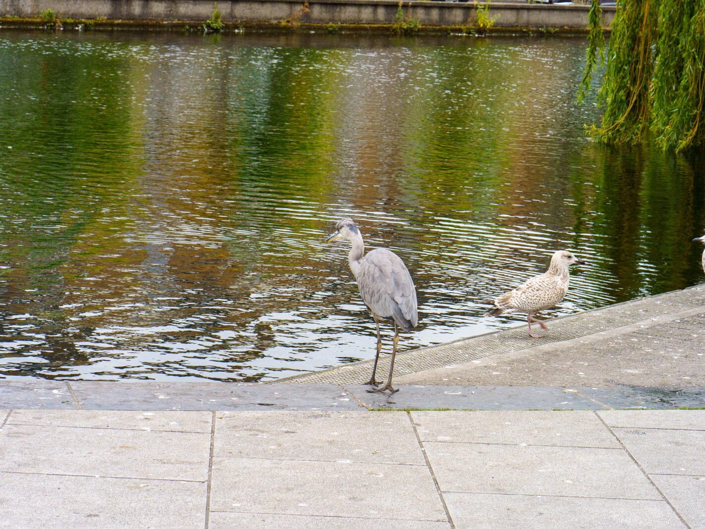 A HERON'S UNEXPECTED VISIT [PORTOBELLO HARBOUR]-241073-1