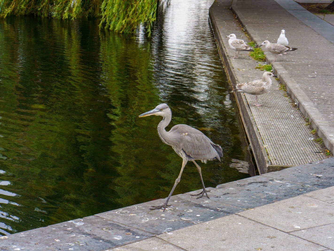 A HERON'S UNEXPECTED VISIT [PORTOBELLO HARBOUR]-241075-1