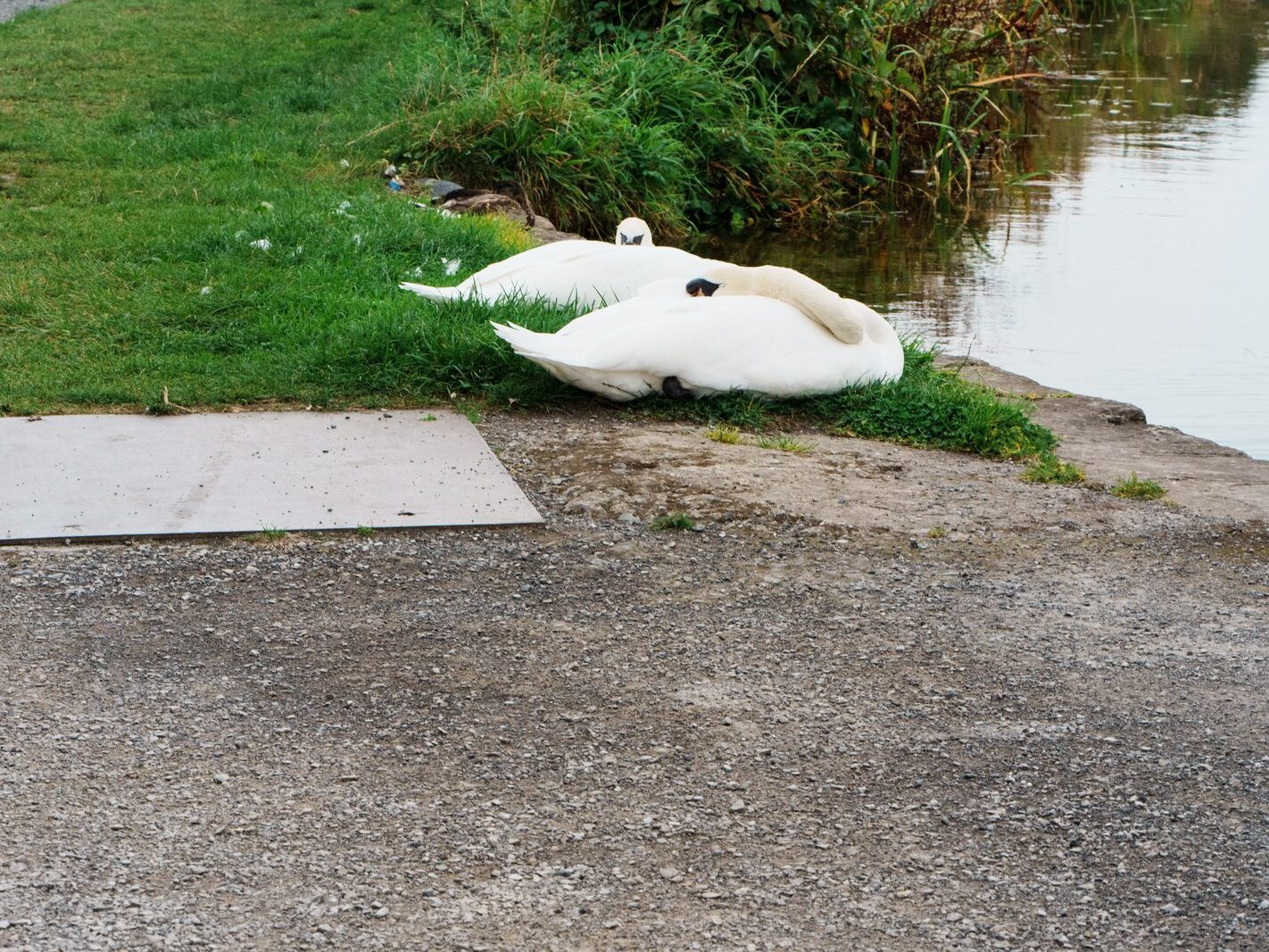 BETWEEN LOCK 5 AND LOCK 6 [ROYAL CANAL DUBLIN]-241090-1