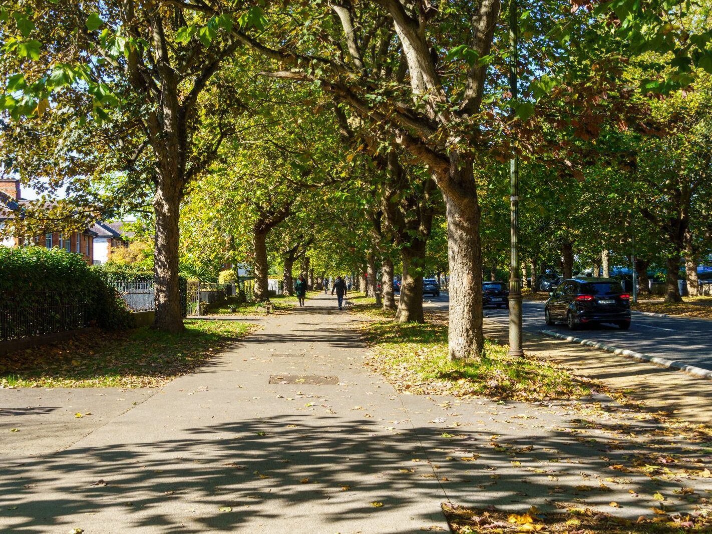 I VISIT GRIFFITH AVENUE SECTION BY SECTION EVERY AUTUMN [14 OCTOBER 2024]-242652-1