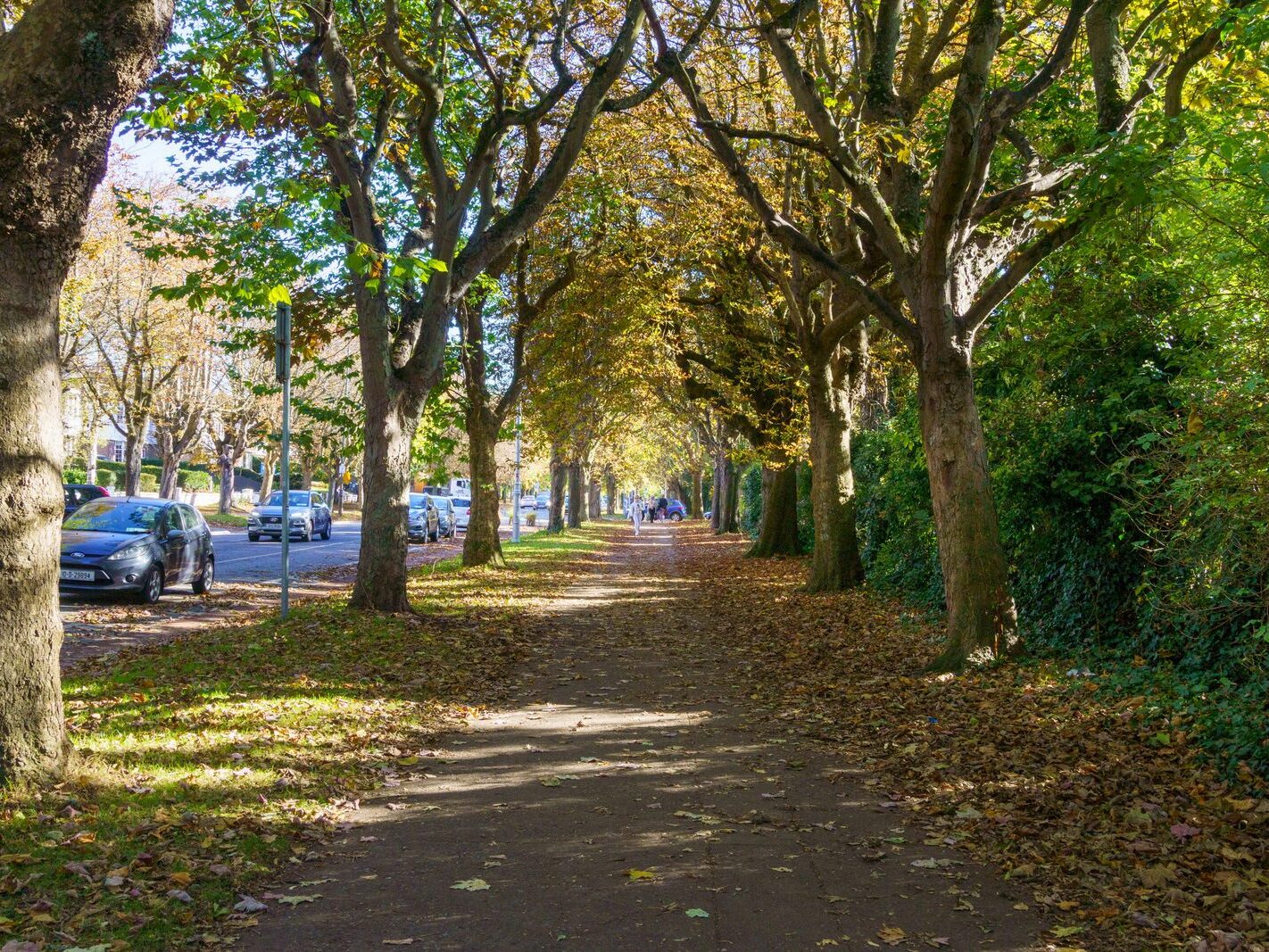 I VISIT GRIFFITH AVENUE SECTION BY SECTION EVERY AUTUMN [14 OCTOBER 2024]-242657-1