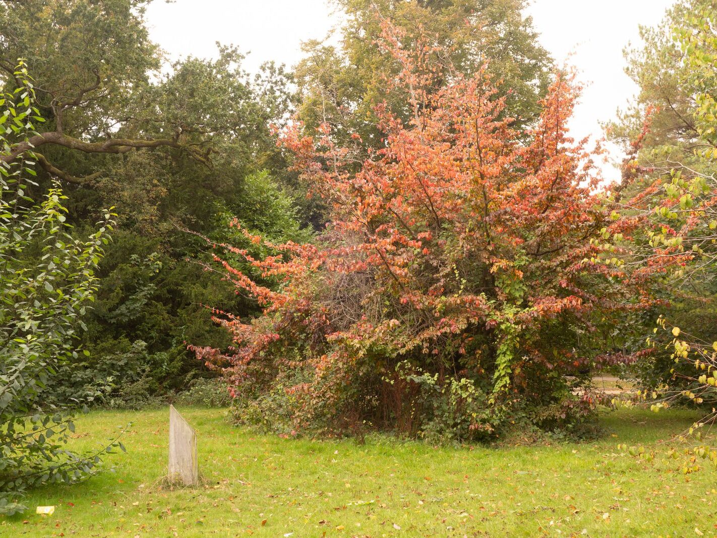 WHEN YOU ARE IN DUBLIN YOU SHOULD VISIT ST ANNE'S PARK [A RANDOM COLLECTION OF IMAGES]-241988-1