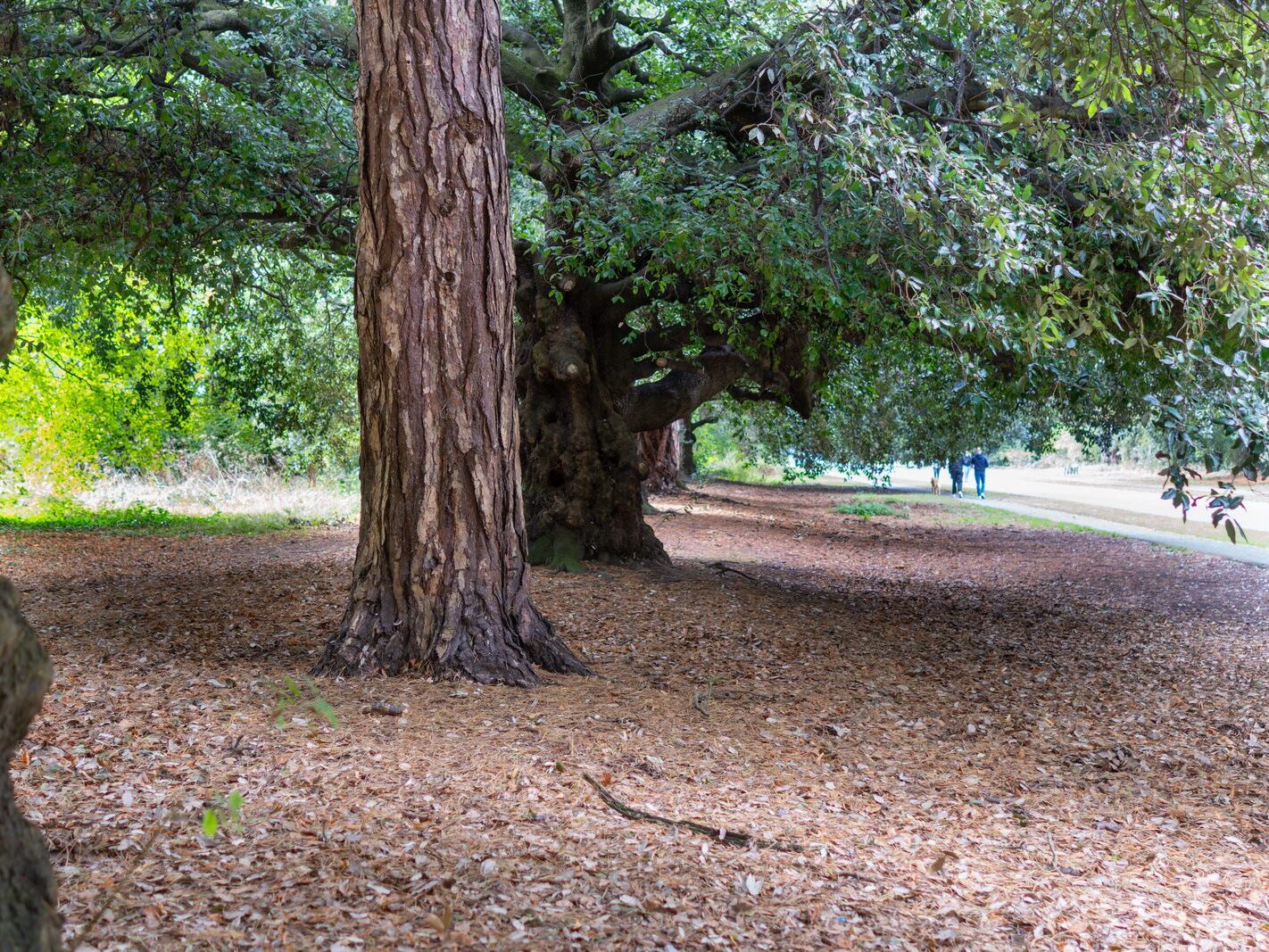 WHEN YOU ARE IN DUBLIN YOU SHOULD VISIT ST ANNE'S PARK [A RANDOM COLLECTION OF IMAGES]-242000-1