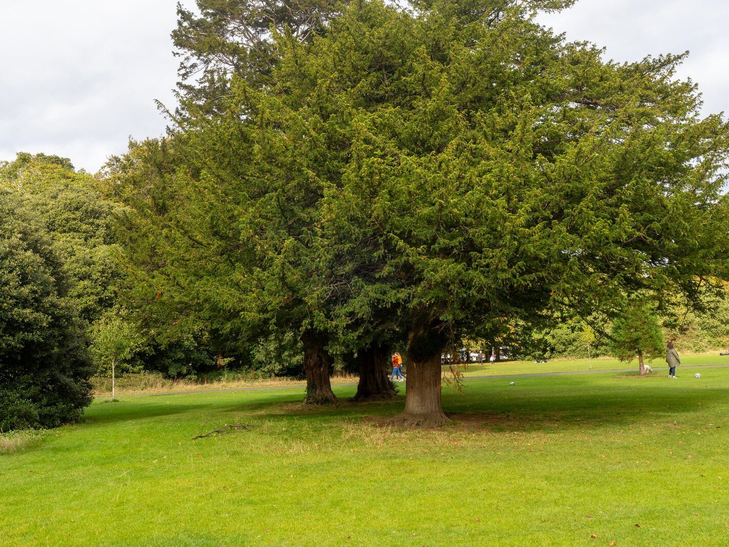 WHEN YOU ARE IN DUBLIN YOU SHOULD VISIT ST ANNE'S PARK [A RANDOM COLLECTION OF IMAGES]-242019-1