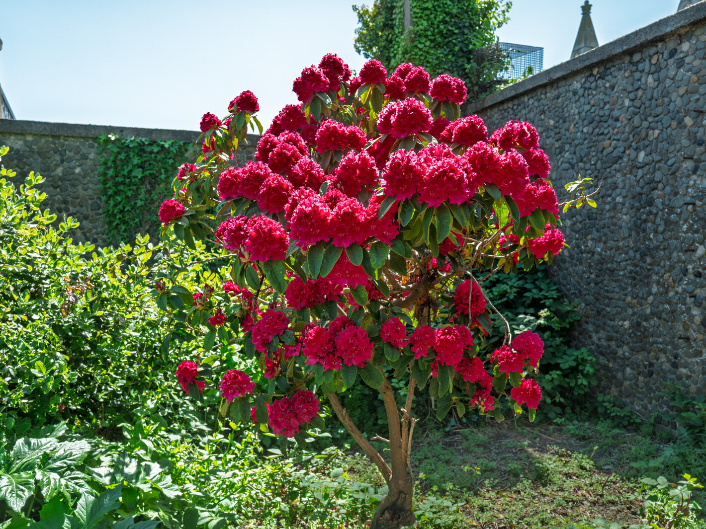 IS ROSIE DENDRON A SAINT OR AN INVASIVE PLANT [ST PETER'S CHURCH IN DUNDALK]-251501-1