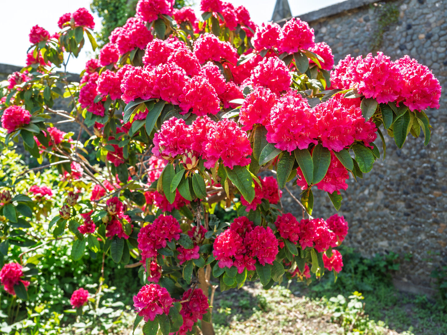 IS ROSIE DENDRON A SAINT OR AN INVASIVE PLANT [ST PETER'S CHURCH IN DUNDALK]-251502-1