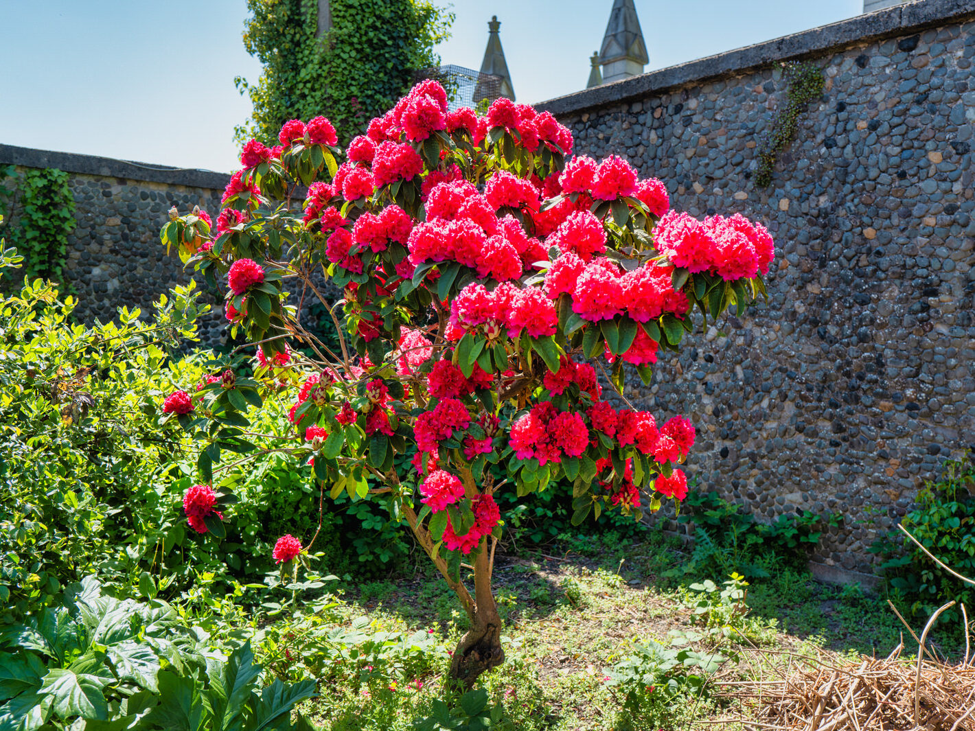 IS ROSIE DENDRON A SAINT OR AN INVASIVE PLANT [ST PETER'S CHURCH IN DUNDALK]-251503-1