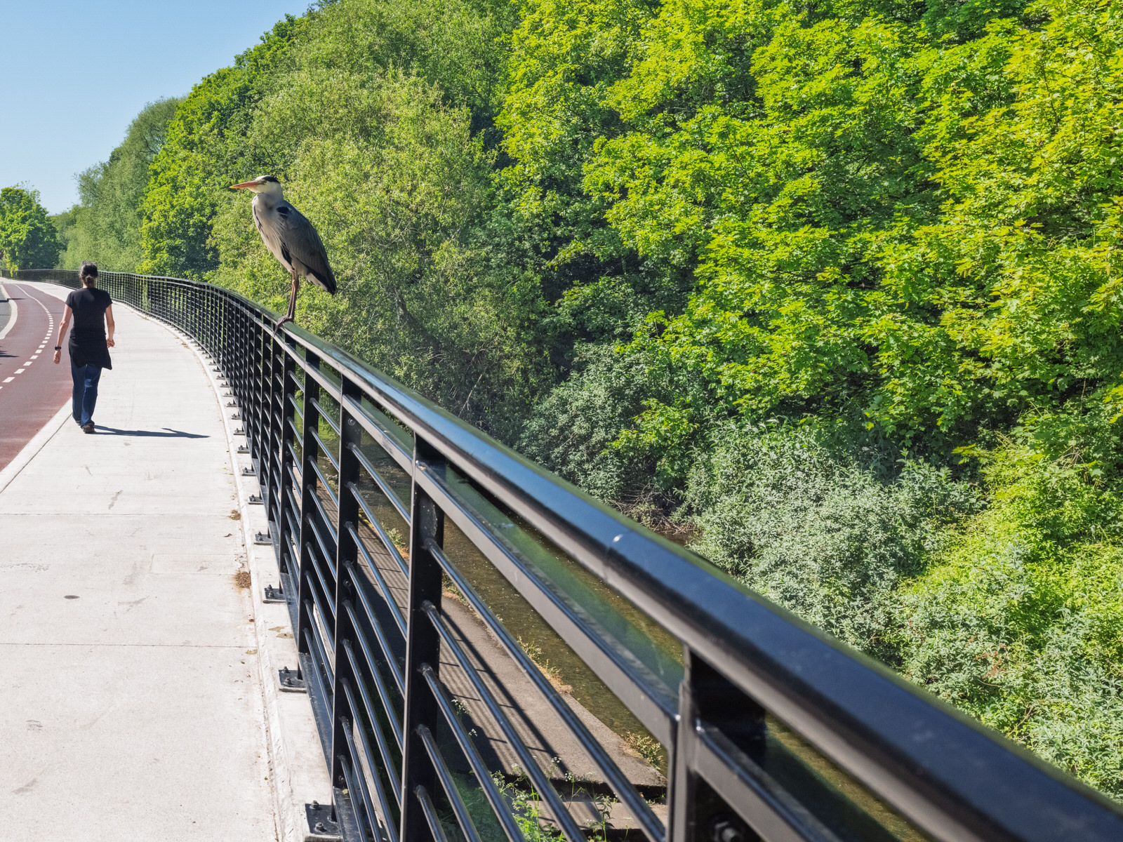 THIS HERON GAVE ME THE OPPORTUNITY TO CROP RATHER THAN ZOOM [I USED A FUJI GFX100RF SO I HAD NO OPTION]-251114-1