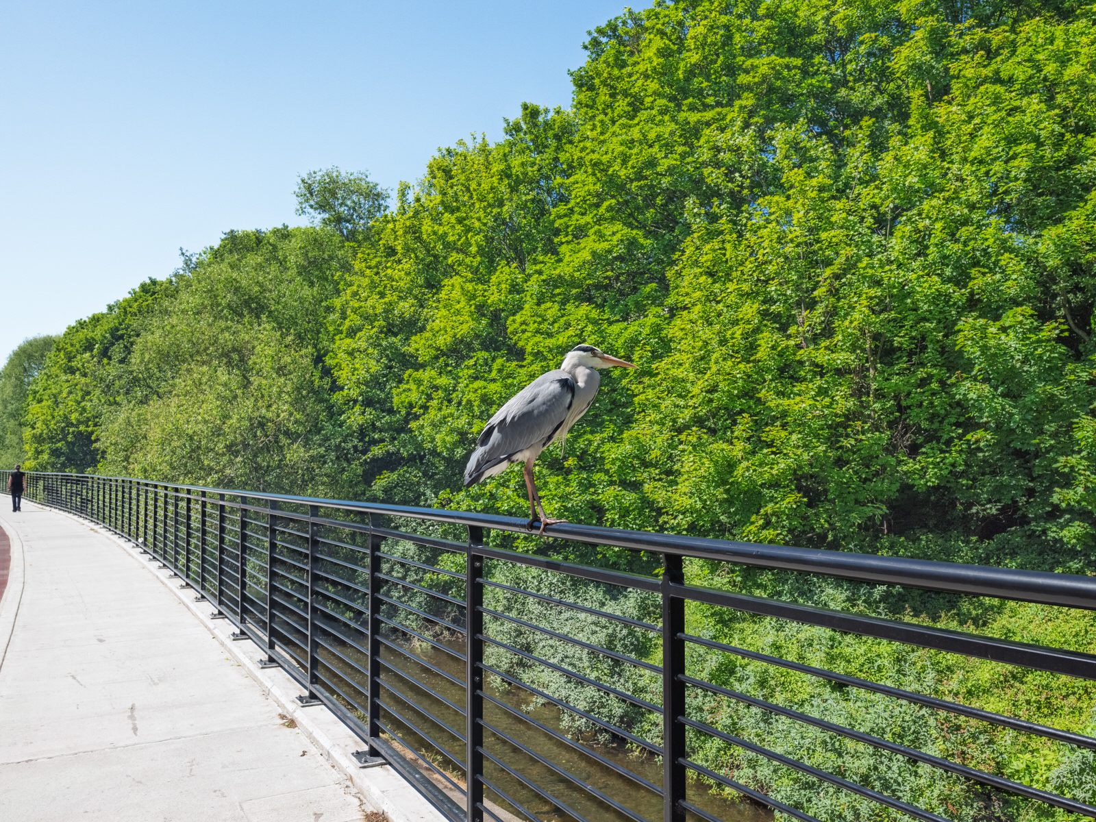 THIS HERON GAVE ME THE OPPORTUNITY TO CROP RATHER THAN ZOOM [I USED A FUJI GFX100RF SO I HAD NO OPTION]-251116-1