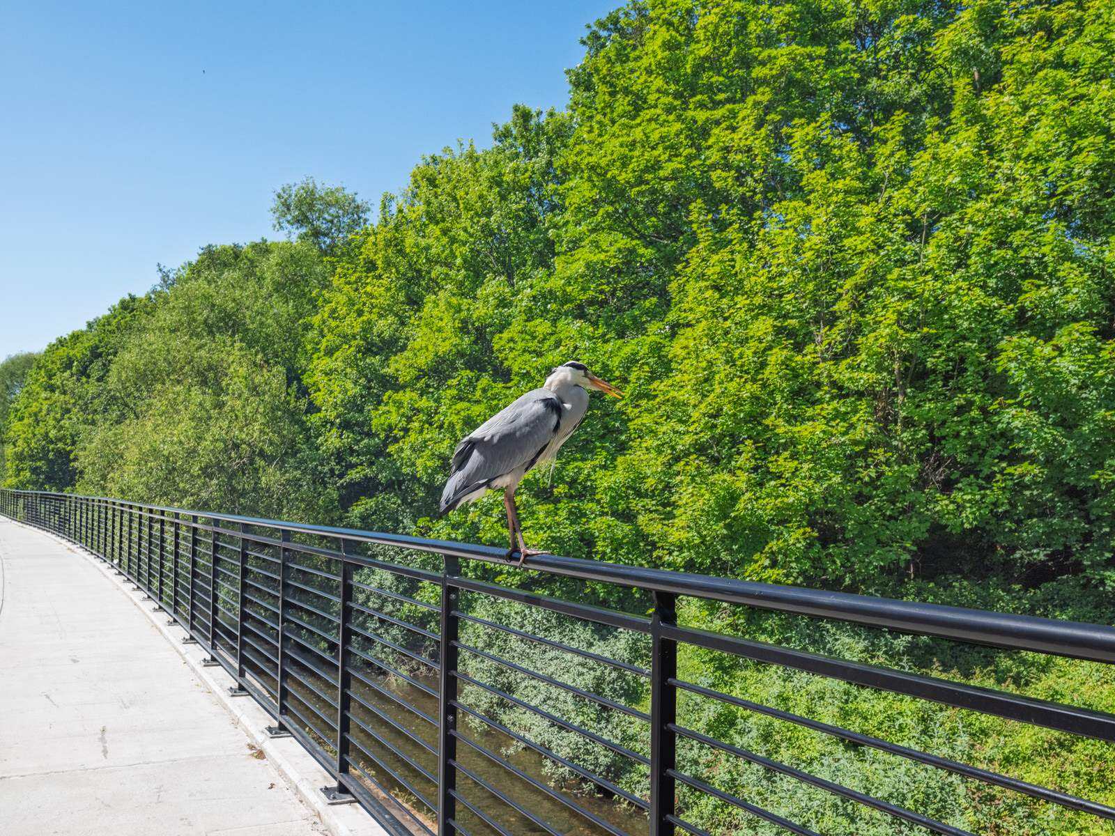 THIS HERON GAVE ME THE OPPORTUNITY TO CROP RATHER THAN ZOOM [I USED A FUJI GFX100RF SO I HAD NO OPTION]-251118-1