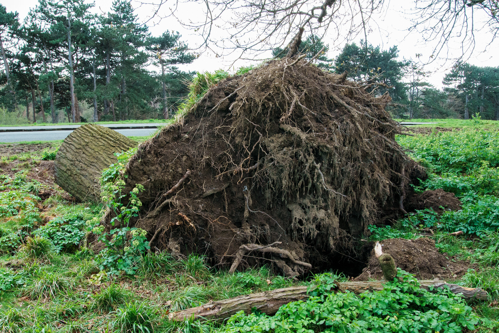 Fallen Tree