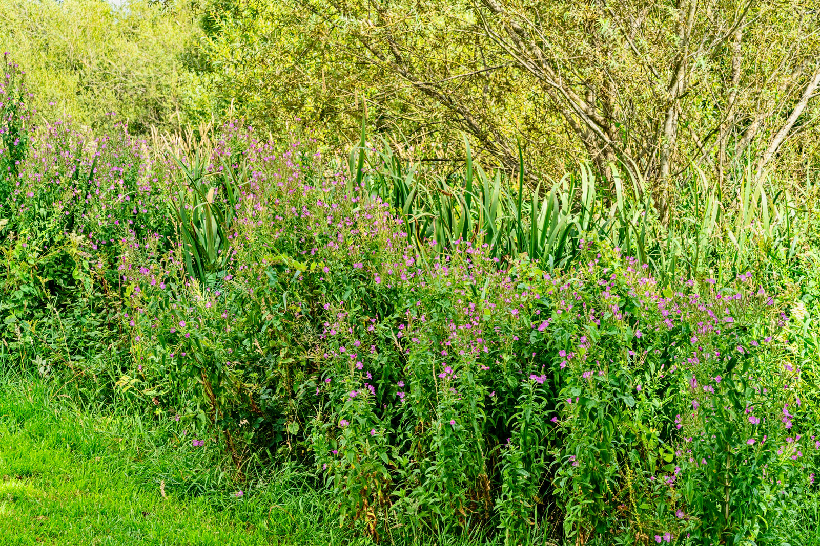 LIFFEY LINEAR PARK