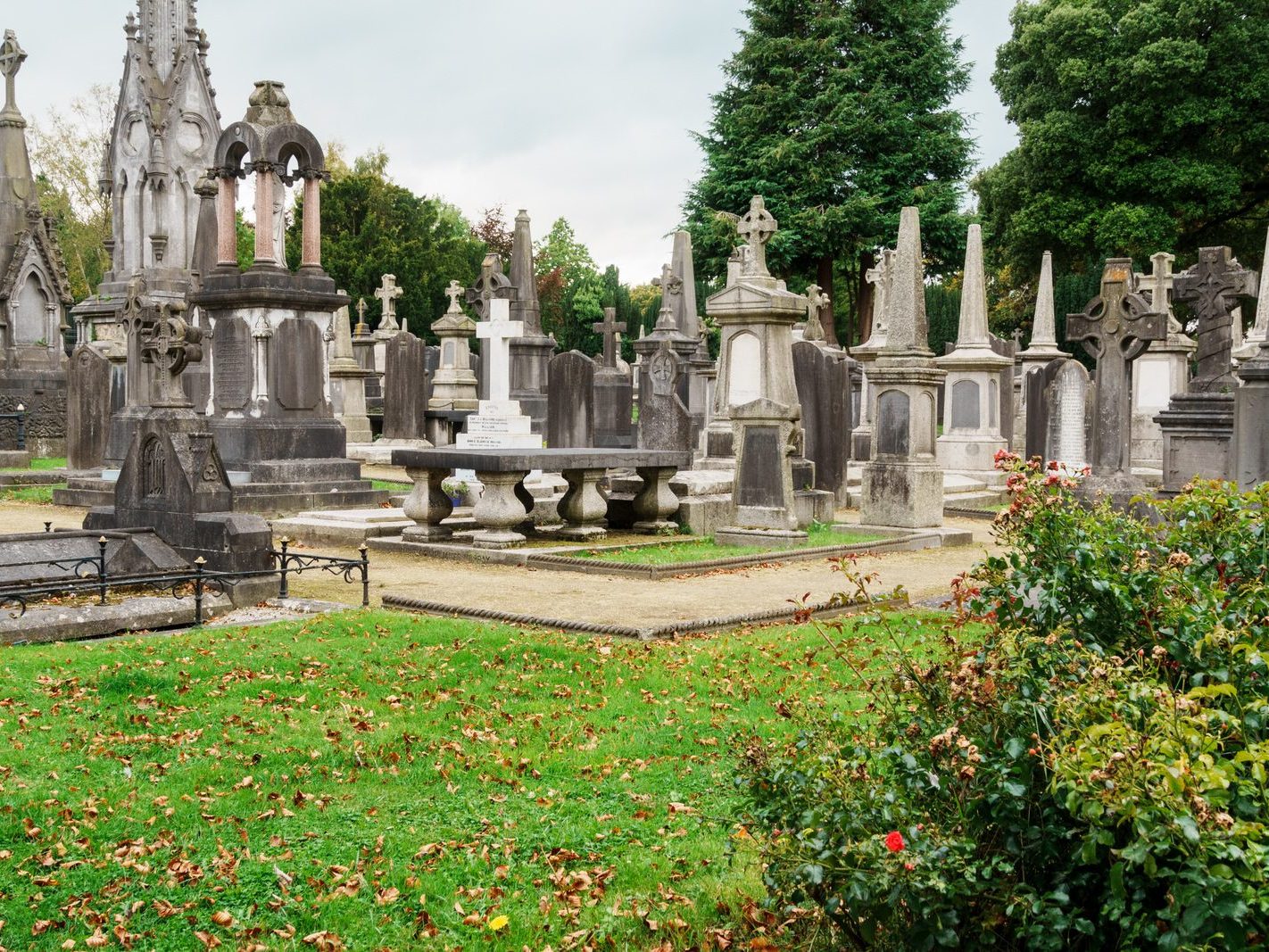 GLASNEVIN CEMETERY OCTOBER 2024 [THE GARDEN SECTION AND NEARBY]-242066-1