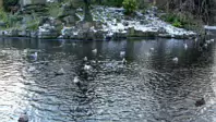 THE GROUND WAS COVERED IN SNOW WHEN I VISITED ST STEPHEN'S GREEN IN NOVEMBER 27 2010 [LEGACY PHOTO COLLECTIONS]-244846-1