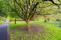 THE PEOPLE'S PARK IN LIMERICK [LOST ITS BEEBEE TREE IN 2013]-244598-1