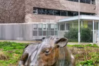 ENJOYING THE SUN IS A SCULPTURE OF A COW BY JACKIE McKENNA [CHRISTMAS DAY 2024]-245727-1