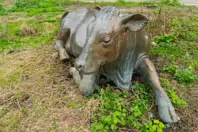 ENJOYING THE SUN IS A SCULPTURE OF A COW BY JACKIE McKENNA [CHRISTMAS DAY 2024]-245728-1
