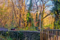 MY CHRISTMAS 2024 VISIT TO BUSHY PARK [19 DECEMBER 2024]-245578-1