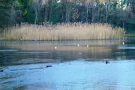 MY CHRISTMAS 2024 VISIT TO BUSHY PARK [19 DECEMBER 2024]-245583-1