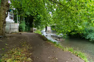 A LONELY RHINO IN THE DODDER [BEHIND THE DROPPING WELL PUB]-239108-1