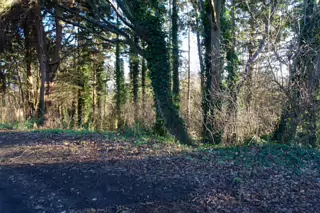 RANDOM IMAGES OF THE UNIVERSITY OF DUBLIN CAMPUS [MY MOTHER WHO IS 104 IN MAY DID NOT WANT TO COME WITH ME AS IT WAS TOO COLD]-226682-1