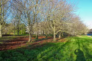 RANDOM IMAGES OF THE UNIVERSITY OF DUBLIN CAMPUS [MY MOTHER WHO IS 104 IN MAY DID NOT WANT TO COME WITH ME AS IT WAS TOO COLD]-226688-1