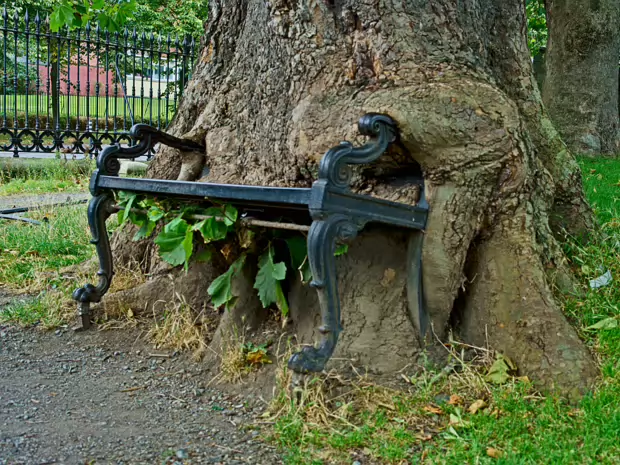 THE REAL THING The Hungry Tree at King's Inns in Dublin is a captivating natural phenomenon that has captured the attention of locals...