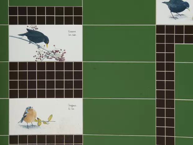 IRISH BIRDS