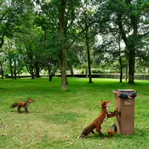 URBAN SAFARI