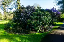 THE MILL FIELD [BOTANIC GARDENS IN APRIL 2024]-223982-1