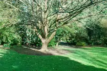 THE MILL FIELD [BOTANIC GARDENS IN APRIL 2024]-223996-1