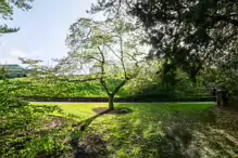 THE MILL FIELD [BOTANIC GARDENS IN APRIL 2024]-224002-1