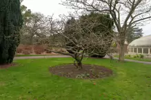 THE BOTANIC GARDENS IN GLASNEVIN [ JANUARY 2019]-147539-1