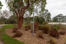 THE BOTANIC GARDENS IN GLASNEVIN [ JANUARY 2019]-147540-1