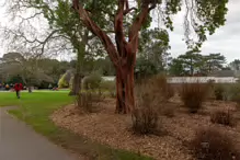 THE BOTANIC GARDENS IN GLASNEVIN [ JANUARY 2019]-147541-1