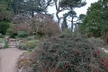 THE BOTANIC GARDENS IN GLASNEVIN [ JANUARY 2019]-147543-1