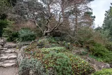 THE BOTANIC GARDENS IN GLASNEVIN [ JANUARY 2019]-147544-1