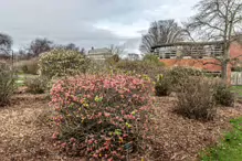 THE BOTANIC GARDENS IN GLASNEVIN [ JANUARY 2019]-147550-1