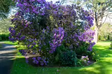 A SPLASH OF COLOUR AT THE BOTANIC GARDENS [DURING STORM KATHLEEN]-223862-1