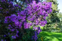 A SPLASH OF COLOUR AT THE BOTANIC GARDENS [DURING STORM KATHLEEN]-223864-1