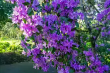 A SPLASH OF COLOUR AT THE BOTANIC GARDENS [DURING STORM KATHLEEN]-223866-1