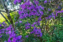 A SPLASH OF COLOUR AT THE BOTANIC GARDENS [DURING STORM KATHLEEN]-223867-1